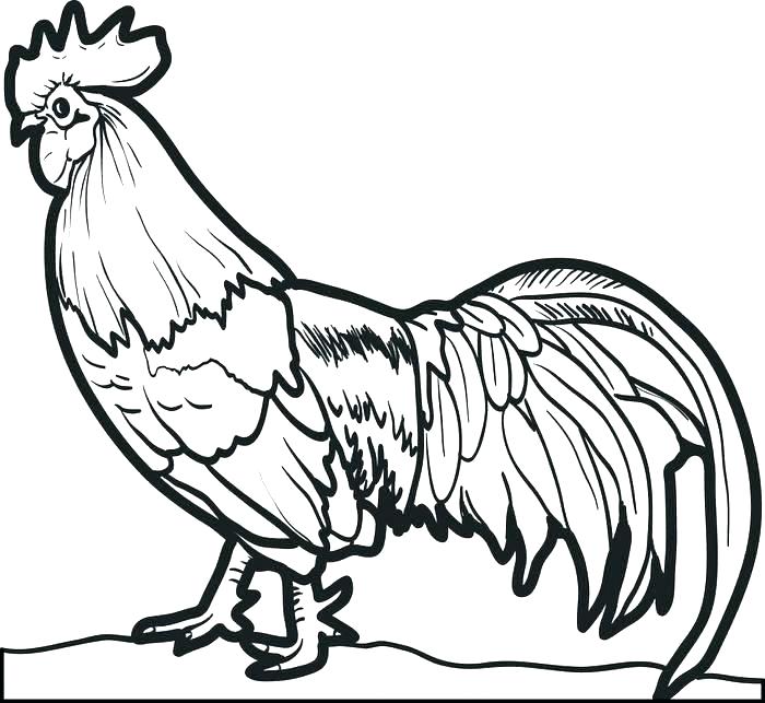 700x643 Hen Coloring Pages Hen Coloring Pages Rooster Coloring Page Full