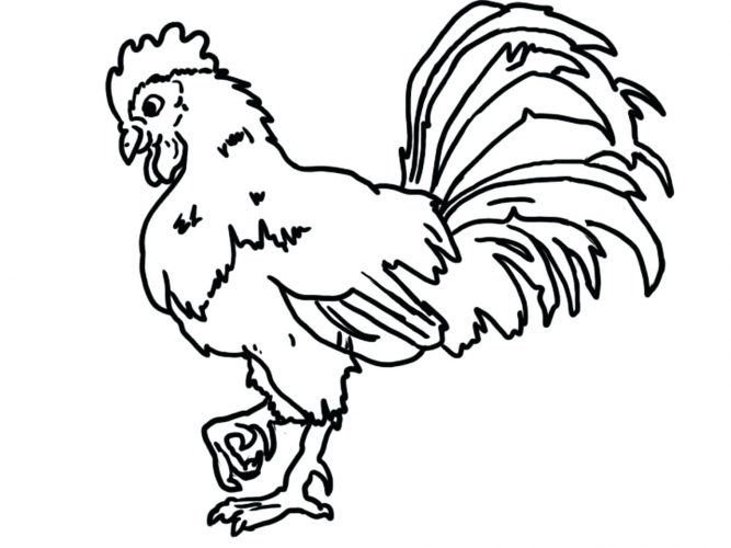 667x500 Coloring Pages Rooster Coloring Page Rooster Craft Coloring