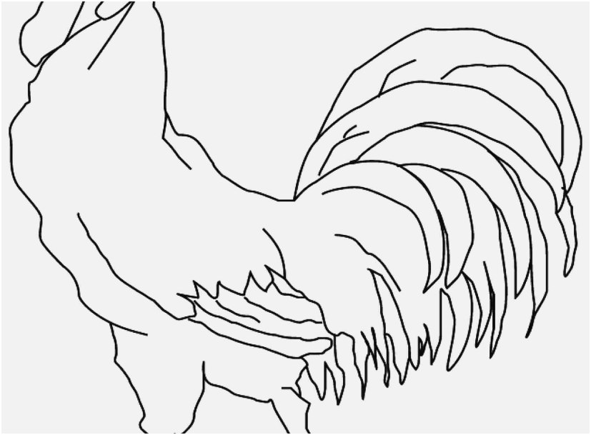 827x609 Rooster Coloring Page Design Rooster Coloring Page Pages For Kids
