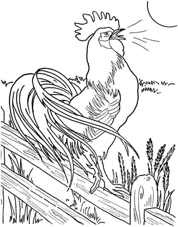 597x760 Images Of Rooster Coloring Page Preschool