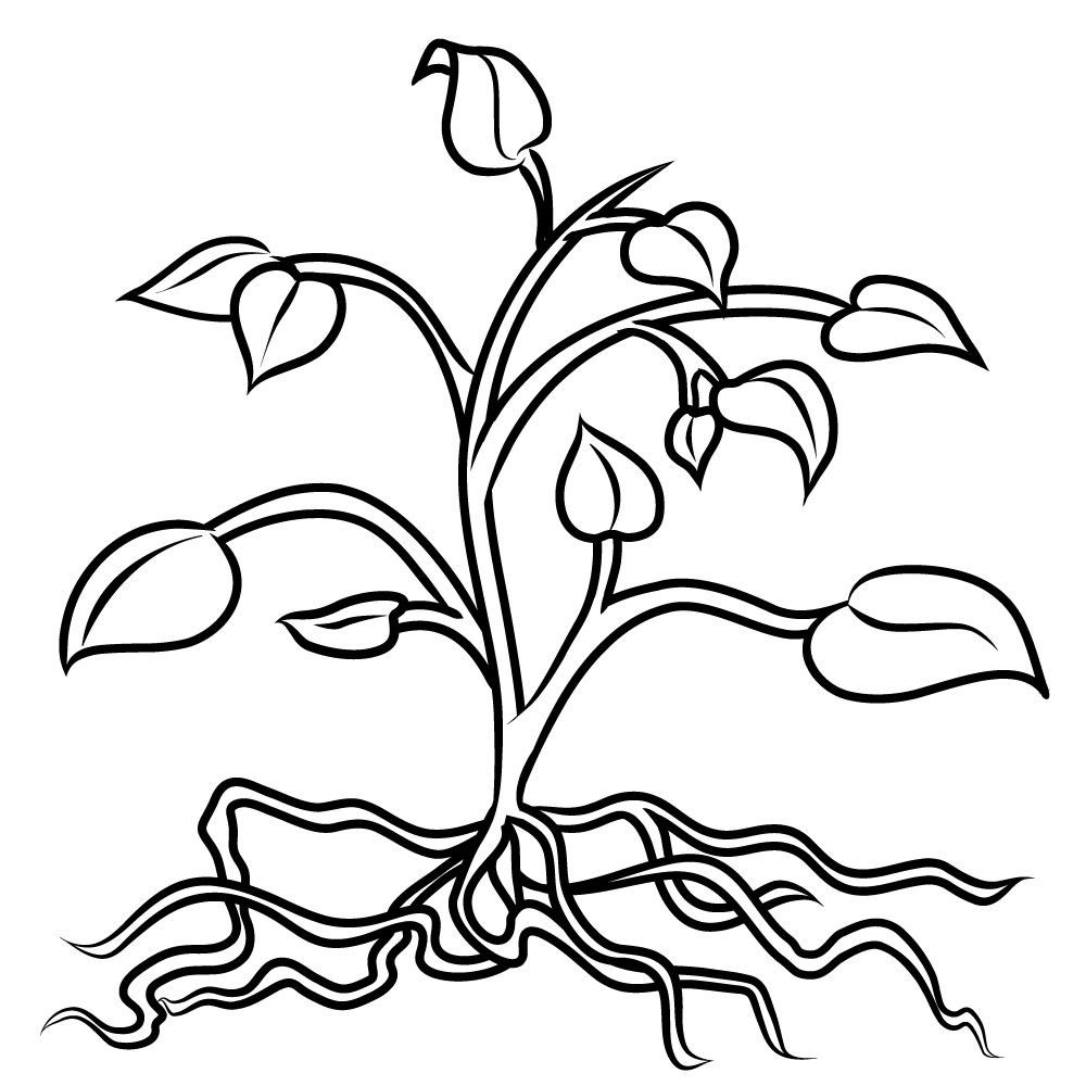 1000x1000 Fascinating Perfect With Roots On Coloring Picture For Flower Page