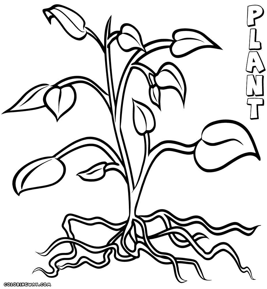 926x1000 Inspiring Coloring Page Flower With Roots Simple Image For Style