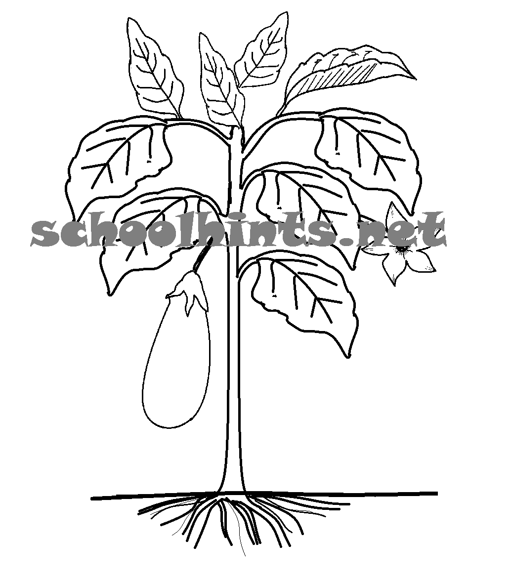 1036x1180 Tree Coloring Pages With Roots And Stems Gallery Coloring