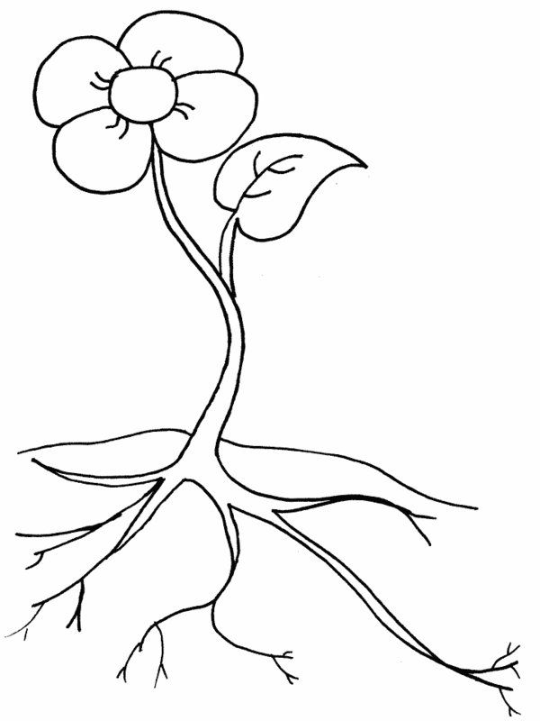 600x800 Flowers With Roots Coloring Pages Cartoon Flower With Roots