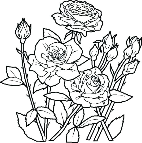 600x604 Rose Color Page Awesome Rose Picture Coloring Page Free Online