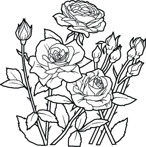 600x604 Roses Coloring Page Rose Flowers Coloring Pages Flower Of Rose
