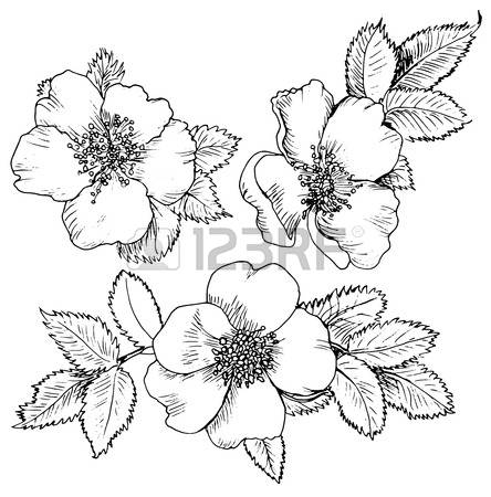 444x450 Drawn Rose Bush Wild Rose