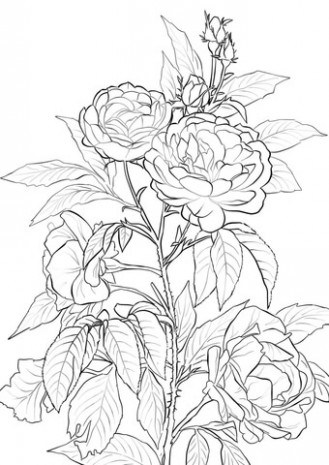 329x465 Duchesse De Brabant Rose Bush Coloring Page Just Coloring