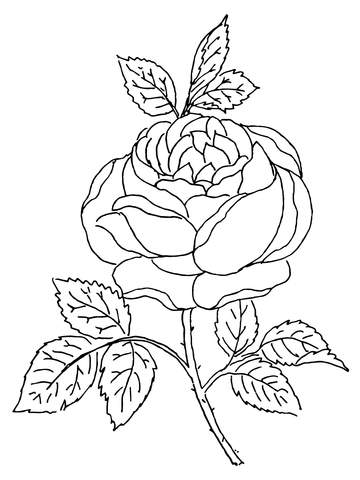 360x480 Rose Blossom Coloring Page