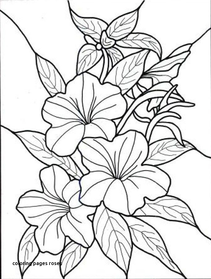 682x900 Cecile Brunner Or Polyantha Rose Bush Coloring Page For Coloring