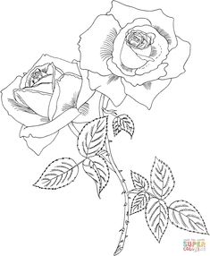 235x286 Cecile Brunner Or Polyantha Rose Bush Coloring Page Digi