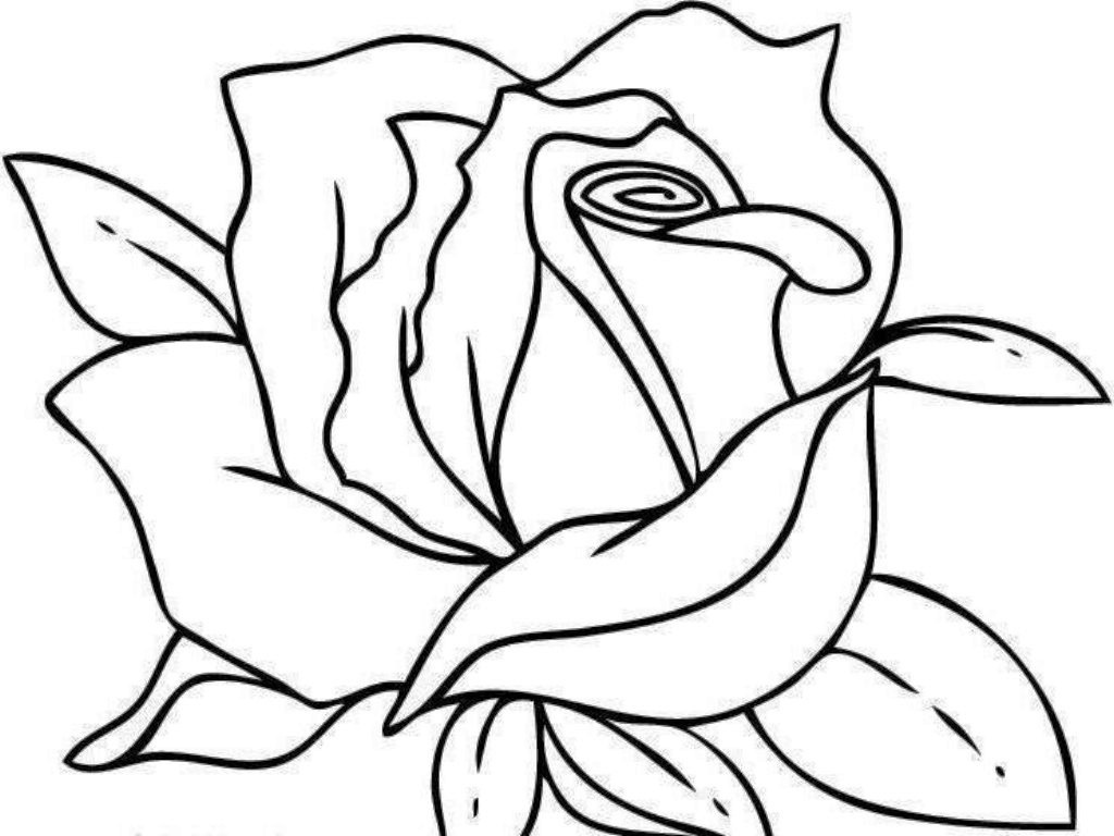 1024x768 Rose Coloring Page Pages Of Roses Chuckbutt Com And Studynow Me