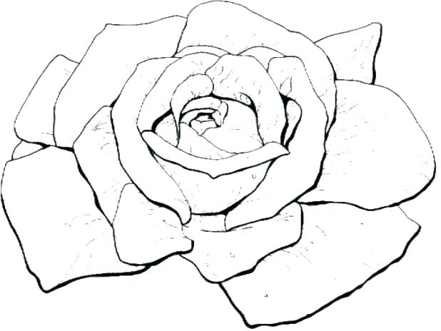 618x464 Coloring Pages Roses Rose Coloring Page Rose Coloring Sheets Bloom