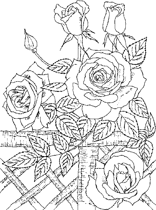 500x672 Rose Coloring Pages For Adults Coloring Pages For Kids Nature