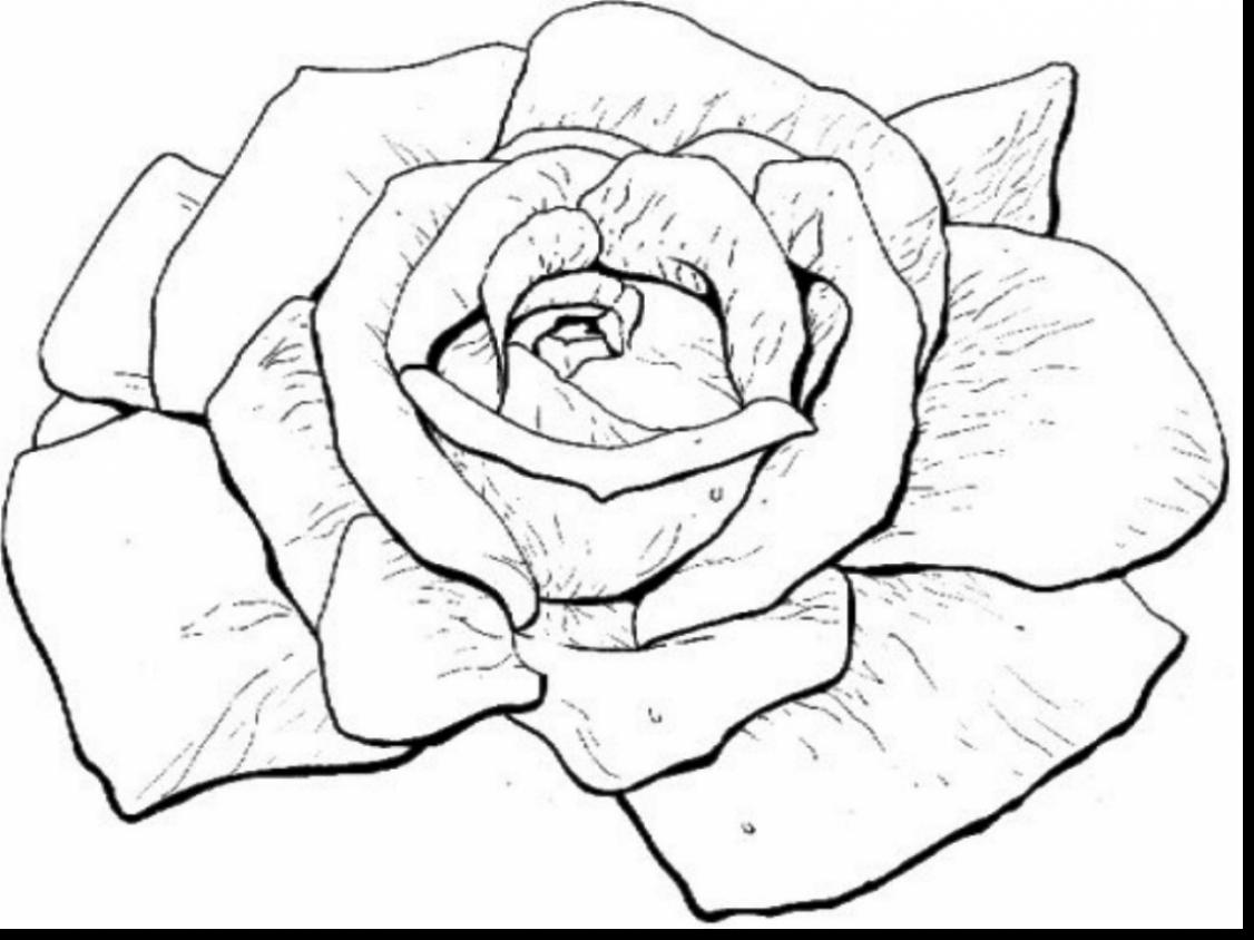 1126x844 Top Beautiful Rose Coloring Pages Drawing