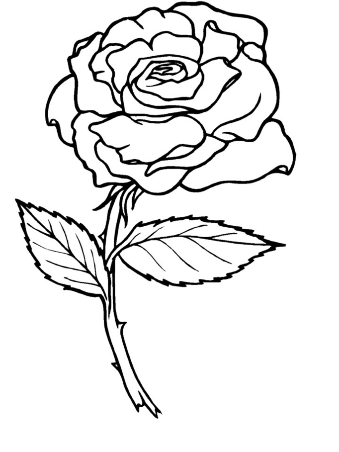 682x909 Rose Coloring Page