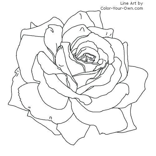 500x500 Rose Coloring Pictures Free Coloring Pages For Teenagers Great