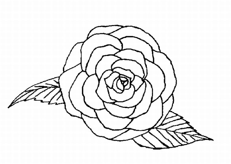 752x536 Rose Flower Coloring Page To Color