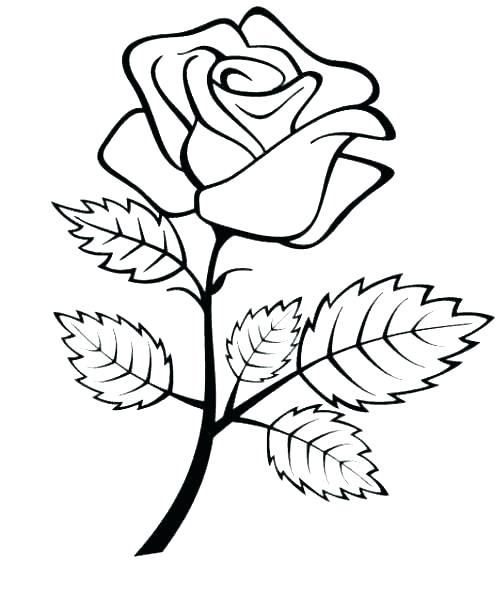 500x594 Rose Flower Coloring Pages