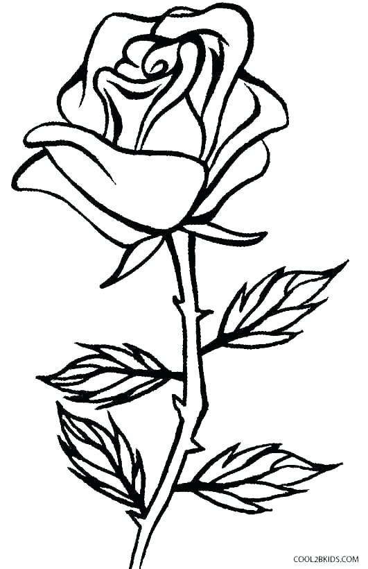 531x820 Flowers Coloring Pages Rose