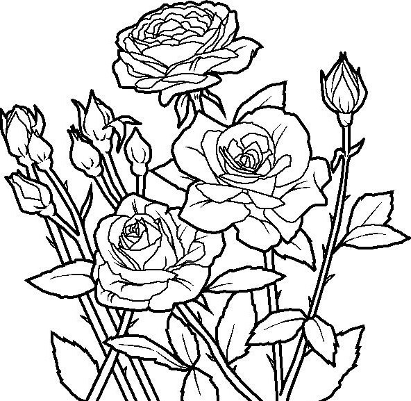 592x577 Rose Flower Coloring Pages Printable Cool Flower Coloring Pages