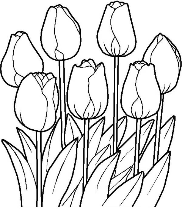 600x693 Tulips In The Garden In Flower Bouquet Coloring Page Color Luna