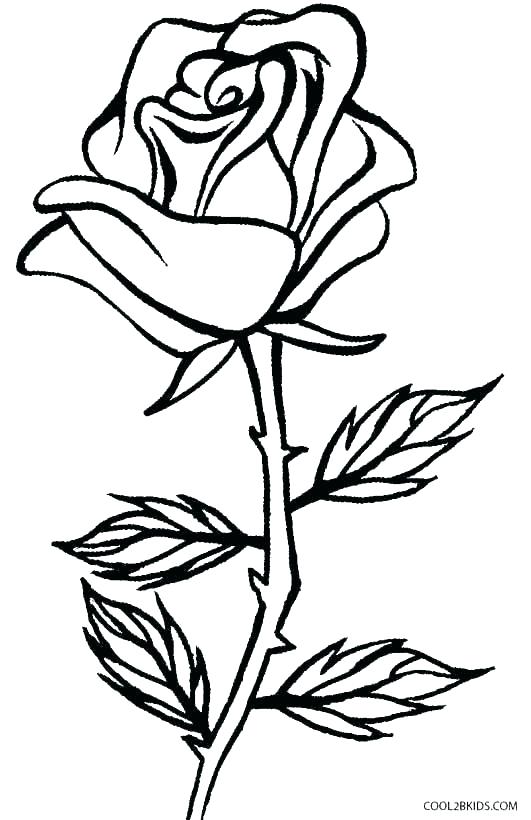 531x820 Coloring Pages Of Roses