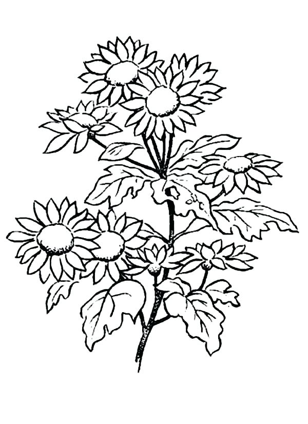 600x826 Daisy Coloring Pages Daisy Petal Coloring Page Daisy Coloring