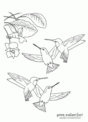 363x500 Hummingbirds Printable Coloring Page Printables Pretties