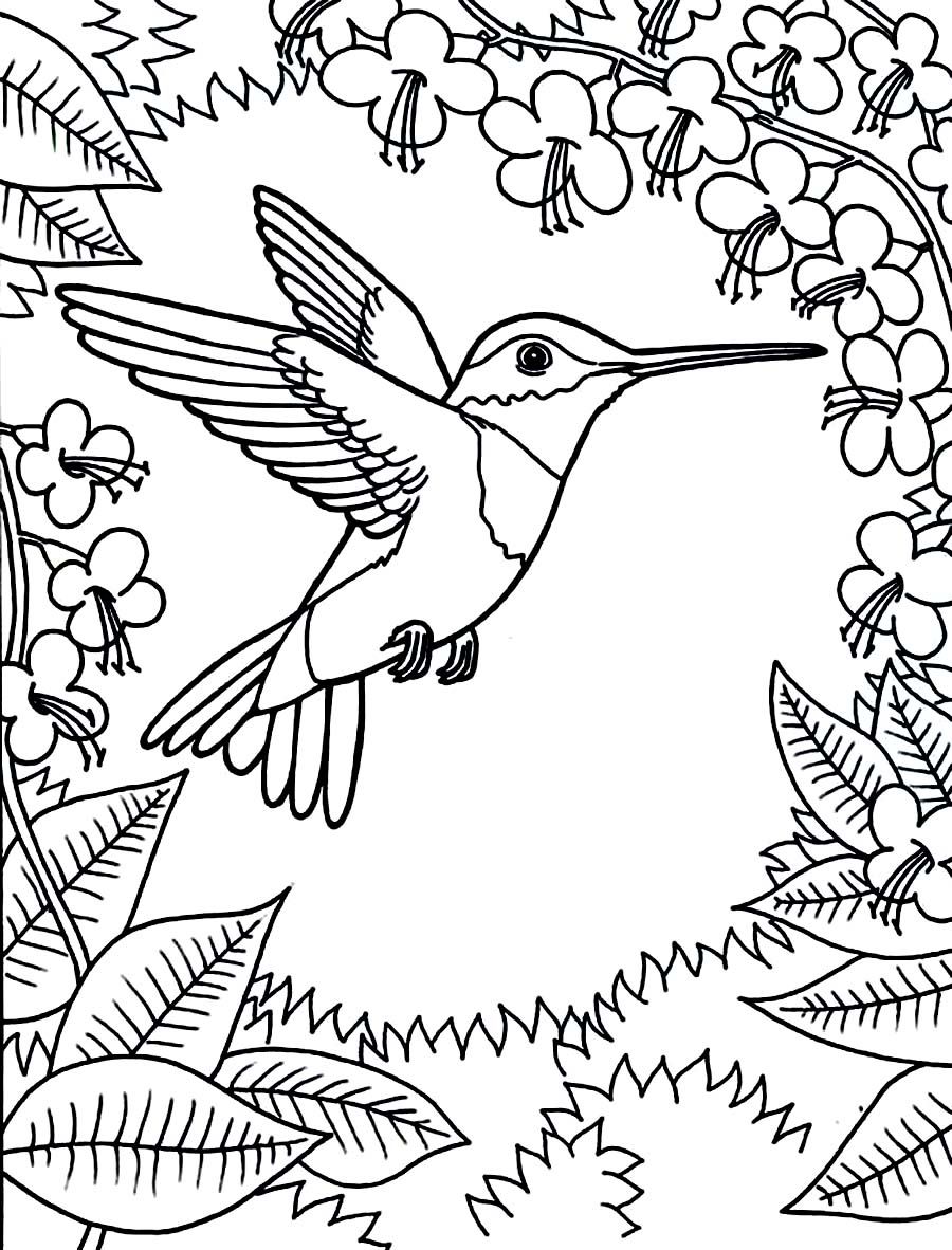 900x1182 Printable Hummingbird Coloring Pages Coloring Animal Kingdom