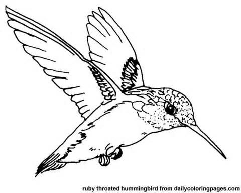 480x384 Texas Ruby Throated Hummingbird Bird Coloring Pages Birds