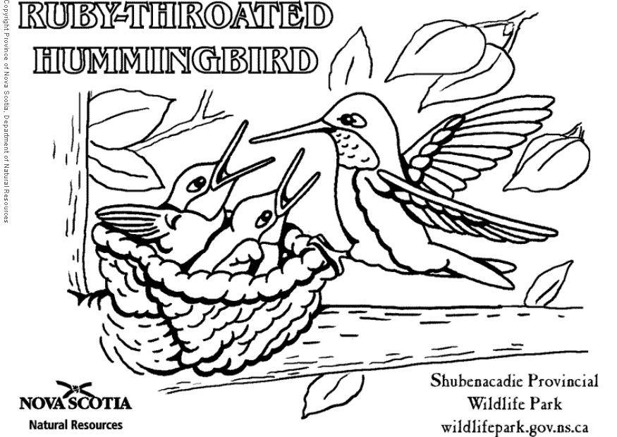 875x620 Coloring Page Ruby Throated Hummingbird