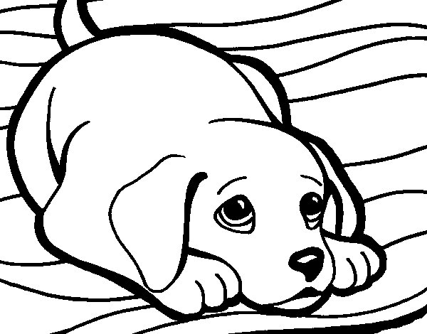 600x470 Puppy On Rug Coloring Page