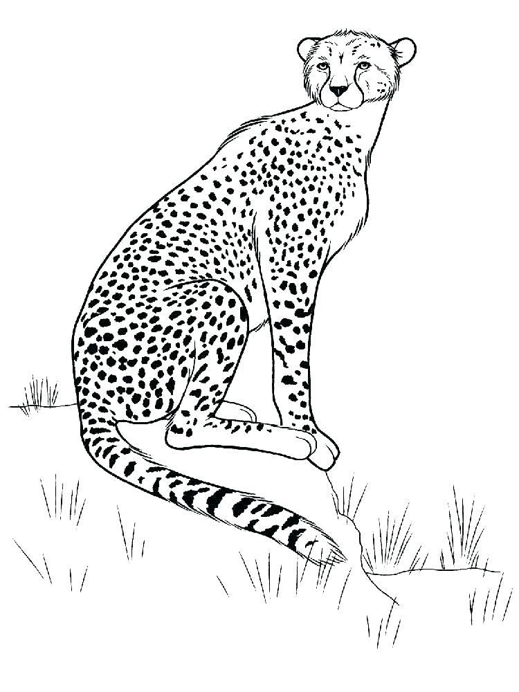 750x1000 Coloring Pages Of Cheetahs Cheetah Coloring Pages Coloring Pages