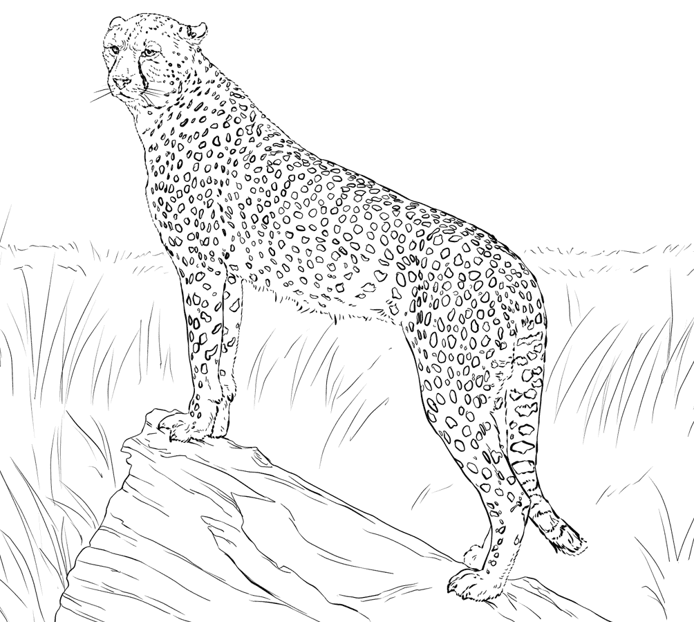 1004x899 For Realistic Cheetah Coloring Pages