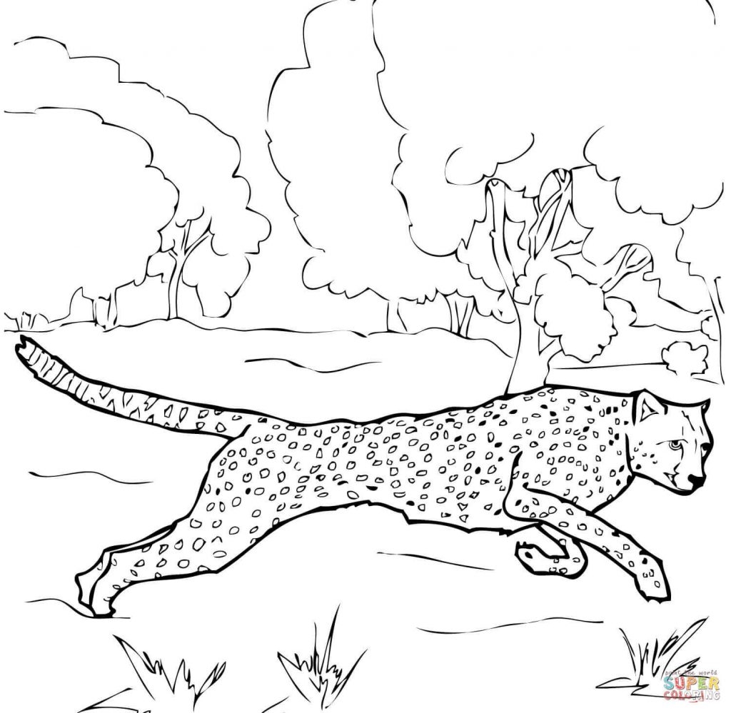 1024x999 Fresh Cheetah Running Coloring Pages Gallery Printable Coloring