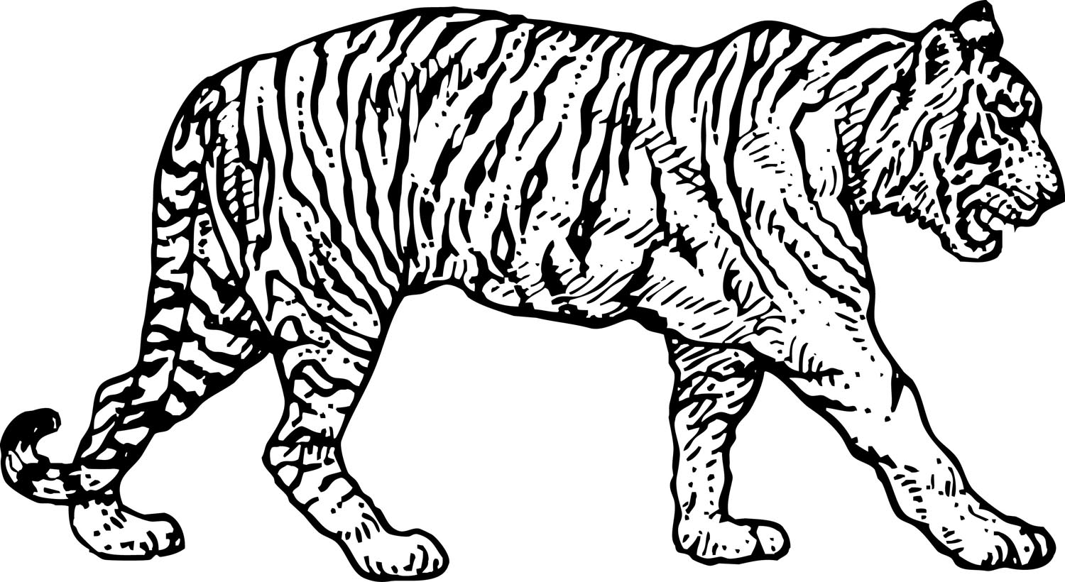 1500x820 Sabertooth Tiger Coloring Pages Download Coloring For Kids