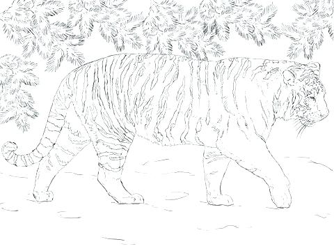 480x360 Sabreoth Tiger Coloring Page Free Tiger Coloring Pages Click