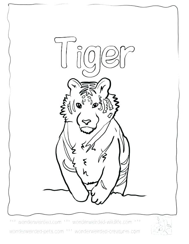 612x792 Tiger Color Page Saber Tooth Tiger Coloring Pages Free Printable