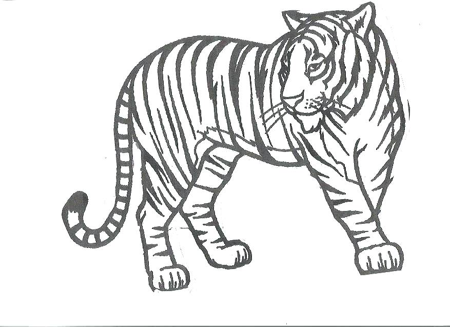 877x637 Tigers Coloring Pages Free Saber Tooth Tiger Coloring Pages