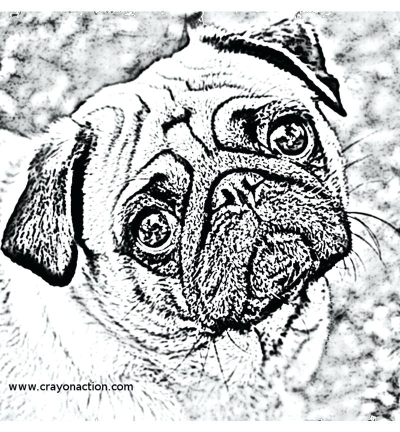 800x864 Epic Pug Coloring Page For Line Drawings Free Printable Pages