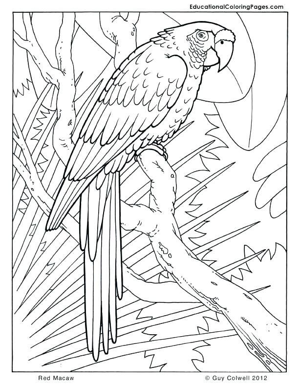 612x792 Safari Animals Coloring Pages Cool Real Animal Coloring Pages