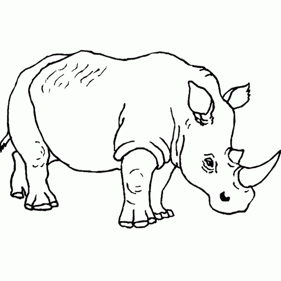 900x899 Cool Wild Animal Safari Coloring Pages Safari Animals Coloring