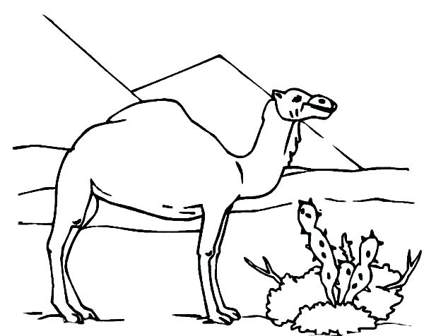 600x476 Good Desert Coloring Pages Or Camel And Cactus Coloring Page