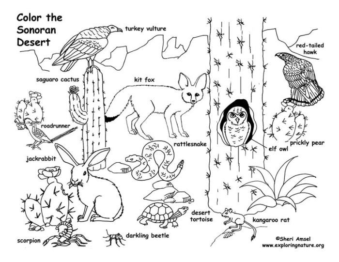 700x541 Desert Animal Coloring Pages Ccoloringsheets I'm A Teacher