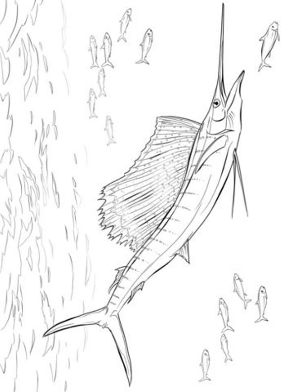 594x792 Kids N Coloring Pages Of Swordfish