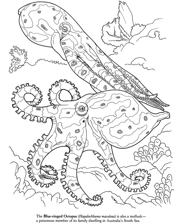 601x750 Realistic Underwater Coloring Pages Color Bros