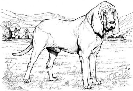 465x320 Dog Color Pages Printable Bloodhound Dog Coloring Page Super