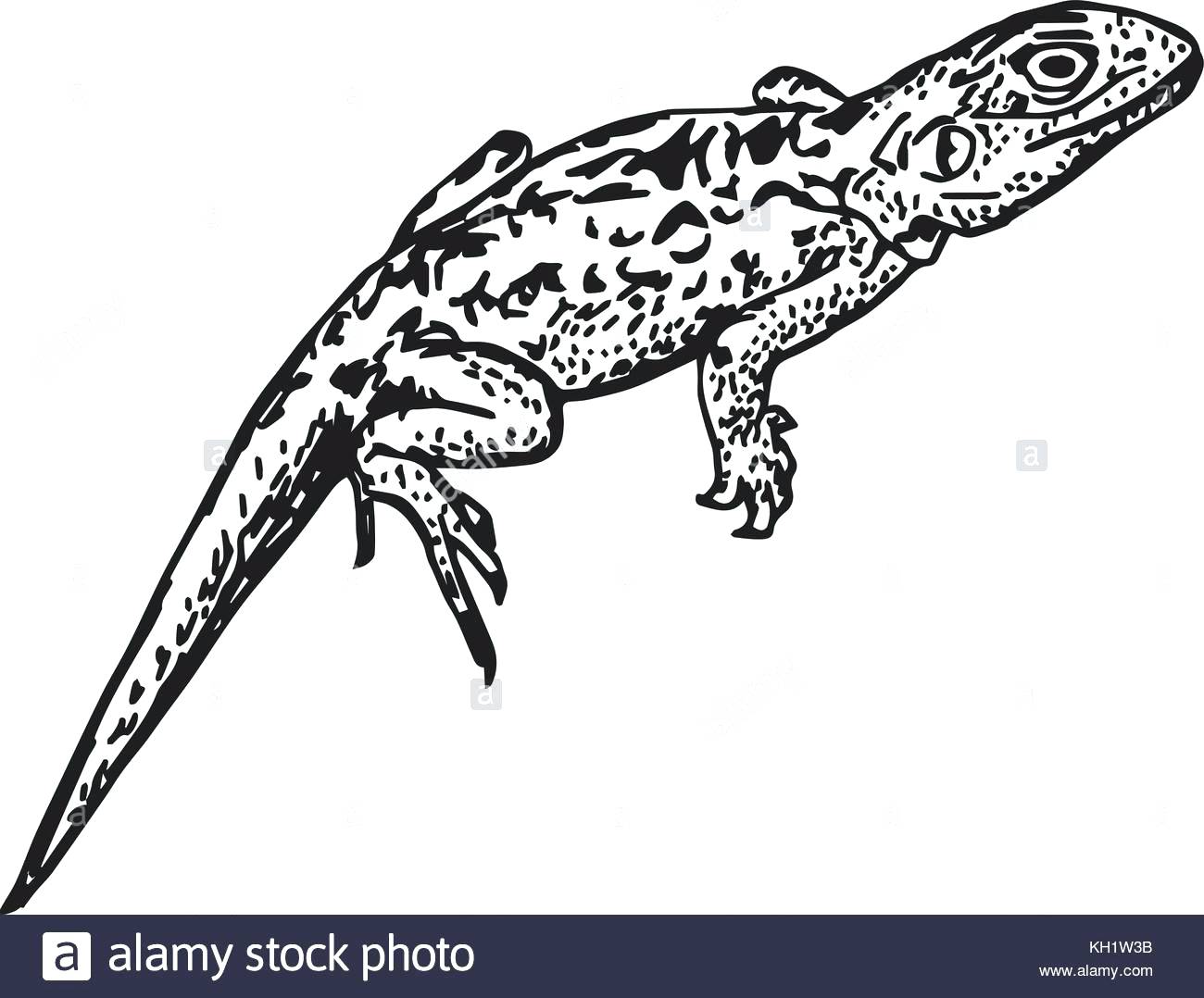 1300x1078 Coloring Pages Thanksgiving Free Names For Pet Salamanders
