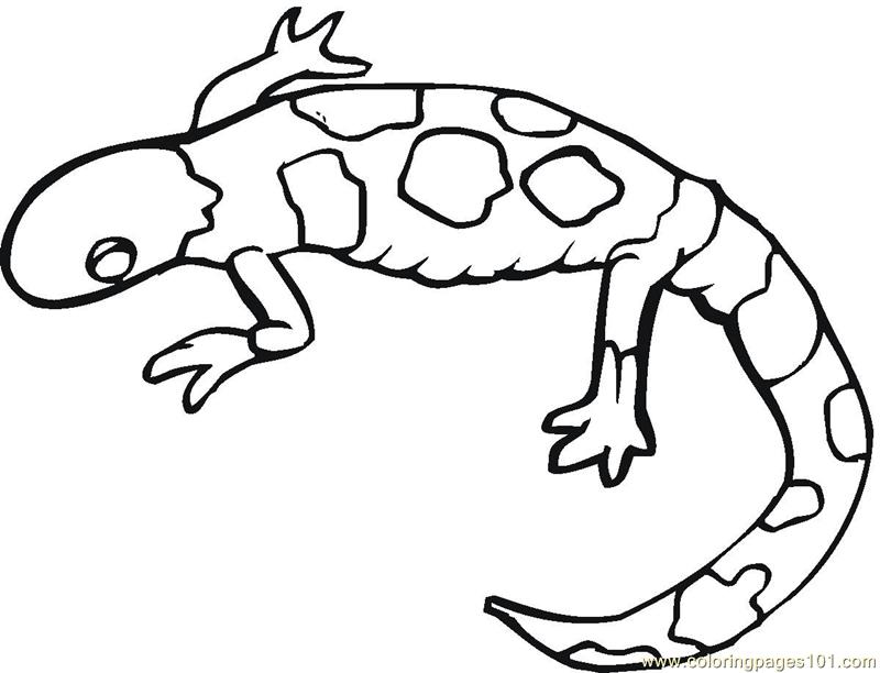 800x612 Gecko Lizards Coloring Page